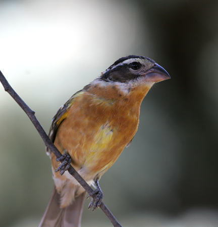 Photo (26): Black-headed Grosbeak