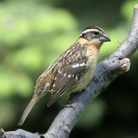 Photo (2): Black-headed Grosbeak