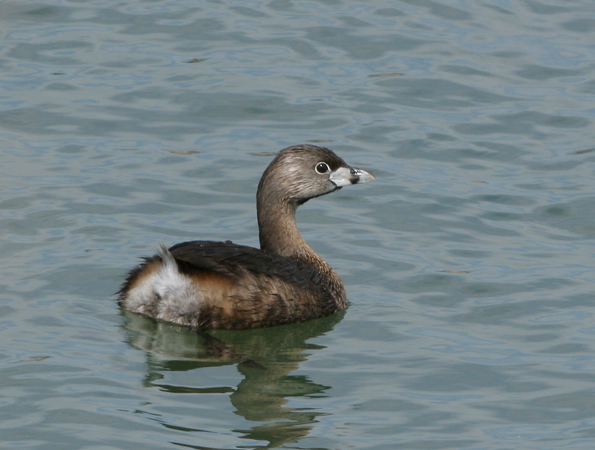 Photo (3): Pied-billed Grebe
