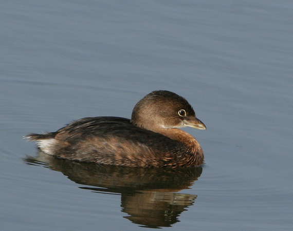 Photo (13): Pied-billed Grebe