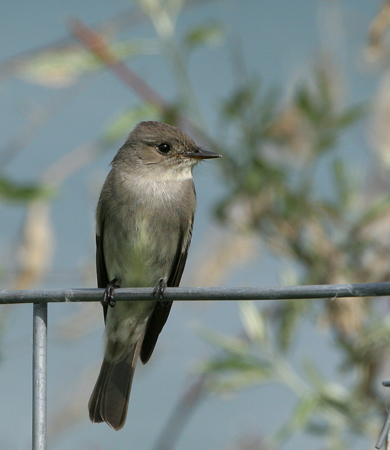 Photo (1): Western Wood-Pewee