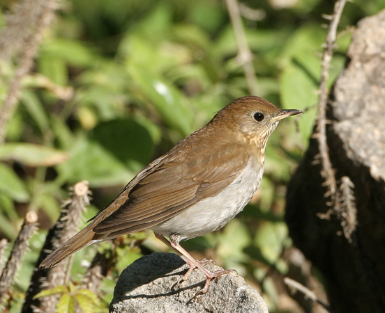 Photo (2): Veery