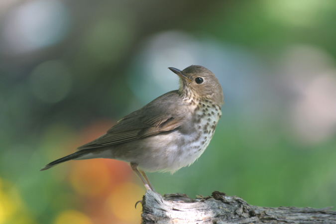 Photo (3): Gray-cheeked Thrush