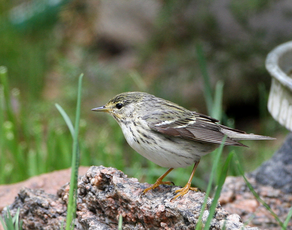 Photo (4): Blackpoll Warbler