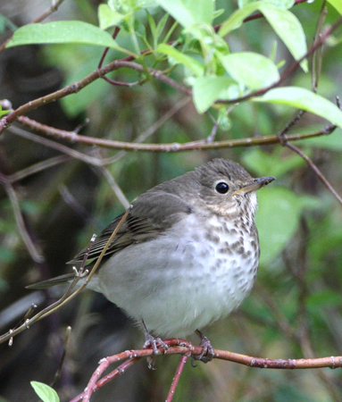 Photo (1): Gray-cheeked Thrush