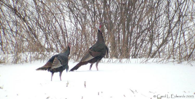 Photo (8): Wild Turkey