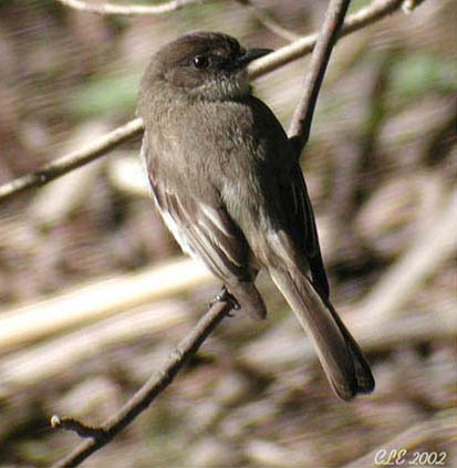 Photo (17): Eastern Phoebe