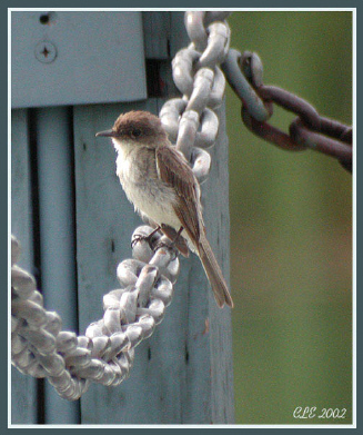 Photo (15): Eastern Phoebe