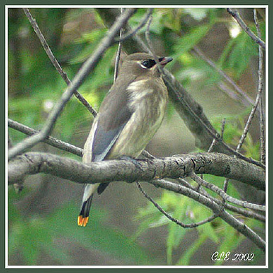 Photo (23): Cedar Waxwing