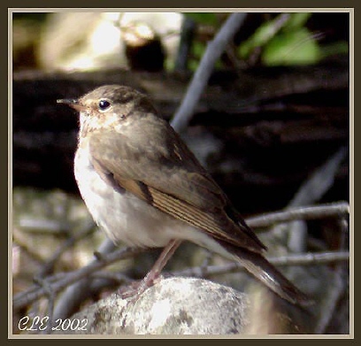 Photo (5): Swainson's Thrush