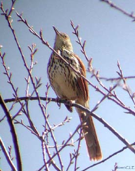 Photo (14): Brown Thrasher