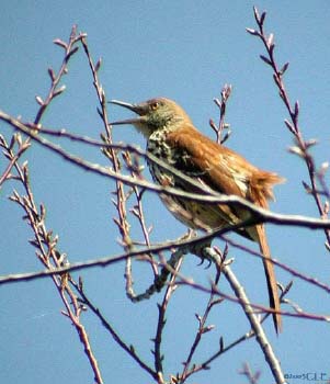 Photo (15): Brown Thrasher