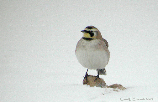 Photo (12): Horned Lark