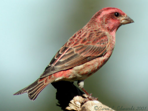 Photo (3): Purple Finch