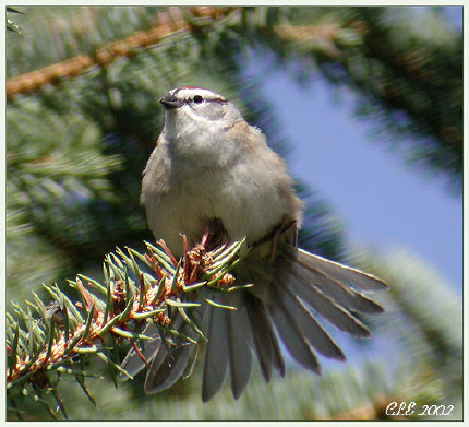 Photo (6): Chipping Sparrow