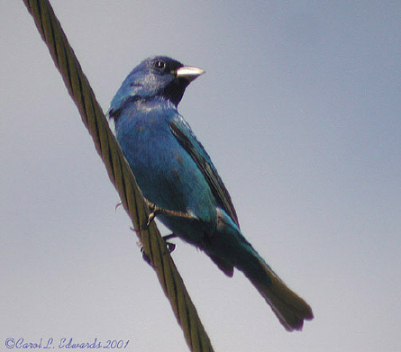 Photo (9): Indigo Bunting