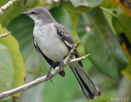 Photo (13): Northern Mockingbird