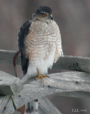 Photo (4): Sharp-shinned Hawk