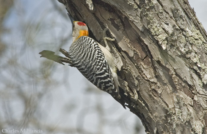 Photo (13): Golden-fronted Woodpecker