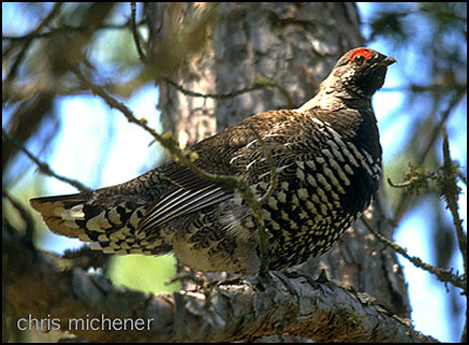Photo (9): Spruce Grouse