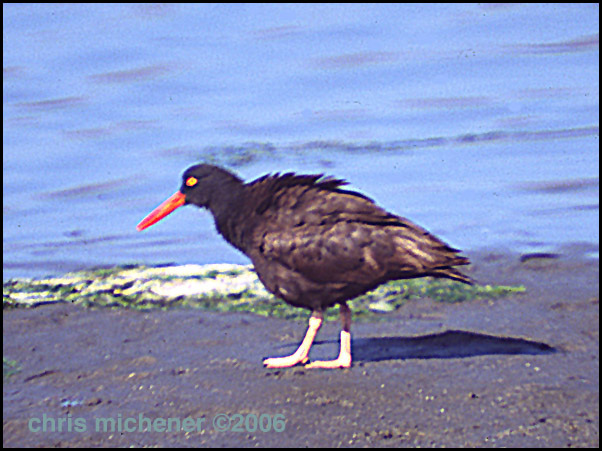 Photo (6): Black Oystercatcher