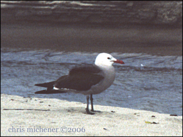 Photo (5): Heermann's Gull