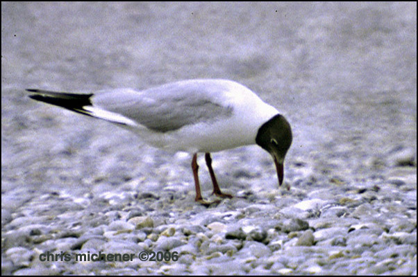 Photo (2): Black-headed Gull