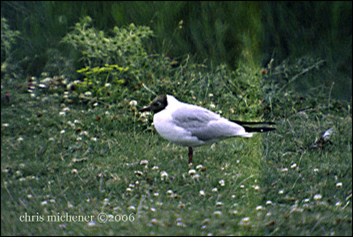 Photo (6): Black-headed Gull