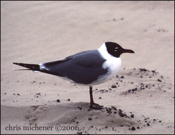 Photo (9): Laughing Gull