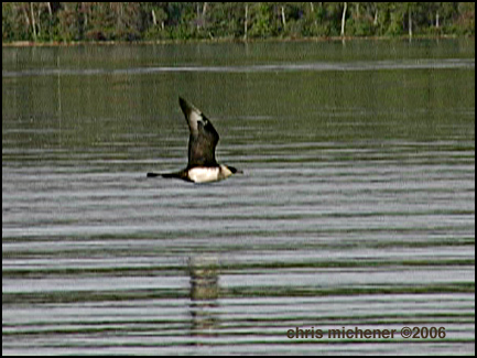 Photo (8): Pomarine Jaeger