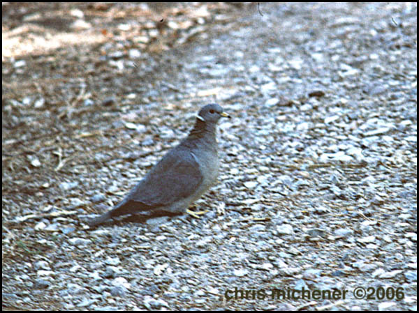 Photo (19): Band-tailed Pigeon