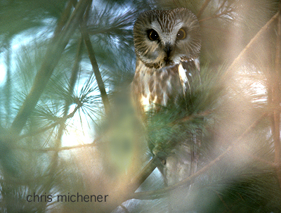 Photo (7): Northern Saw-whet Owl