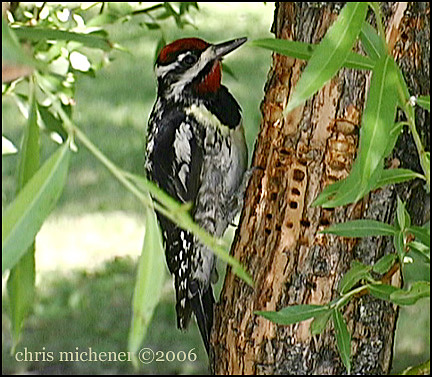 Photo (5): Yellow-bellied Sapsucker