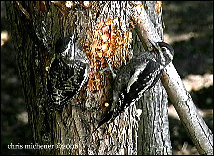 Photo (6): Yellow-bellied Sapsucker