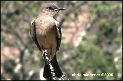 Photo (9): Say's Phoebe