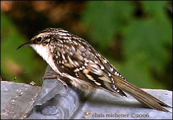 Photo (17): Brown Creeper