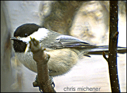 Photo (8): Black-capped Chickadee
