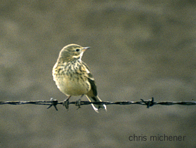 Photo (17): American Pipit