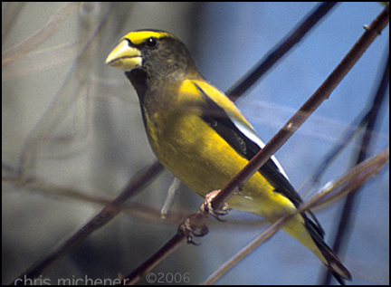Photo (3): Evening Grosbeak
