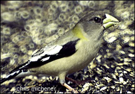 Photo (10): Evening Grosbeak