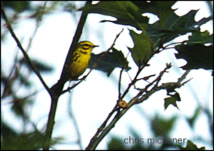 Photo (4): Prairie Warbler
