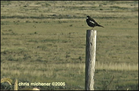 Photo (5): Lark Bunting
