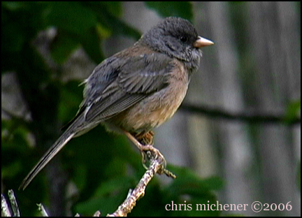 Photo (18): Dark-eyed Junco