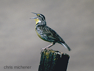 Photo (15): Eastern Meadowlark