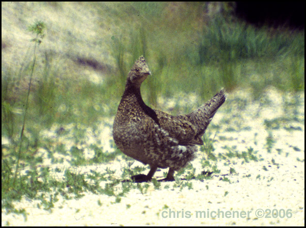 Photo (3): Sooty Grouse
