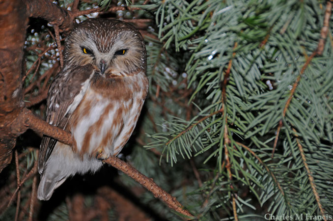 Photo (1): Northern Saw-whet Owl