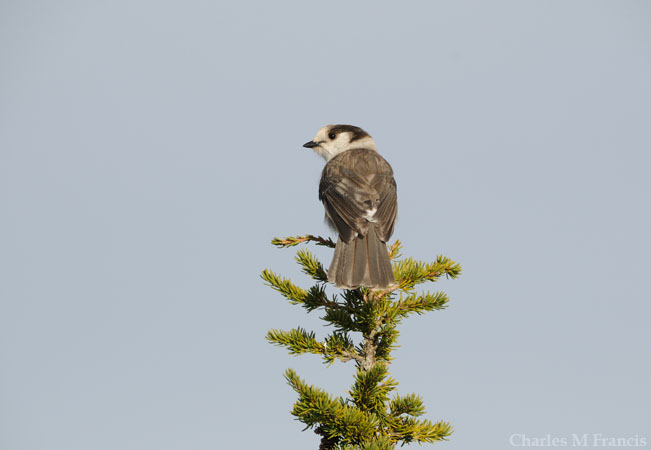Photo (6): Gray Jay