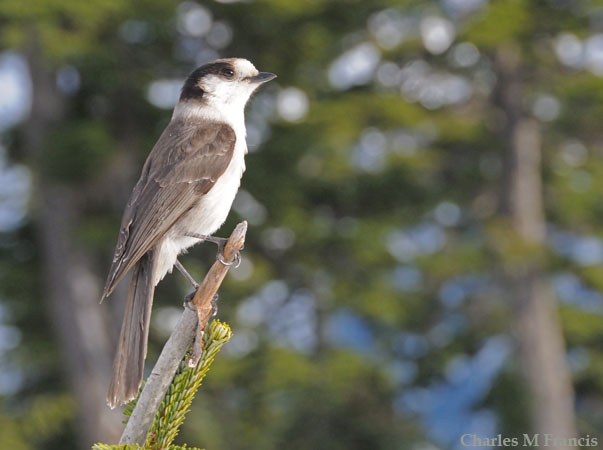 Photo (5): Gray Jay