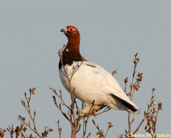 Photo (6): Willow Ptarmigan