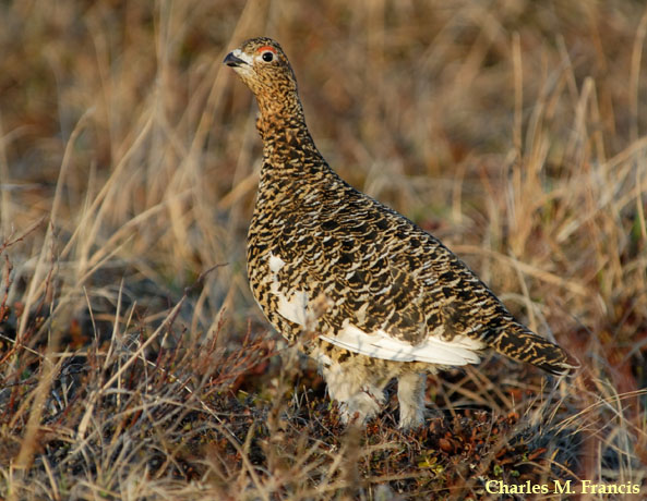 Photo (2): Willow Ptarmigan